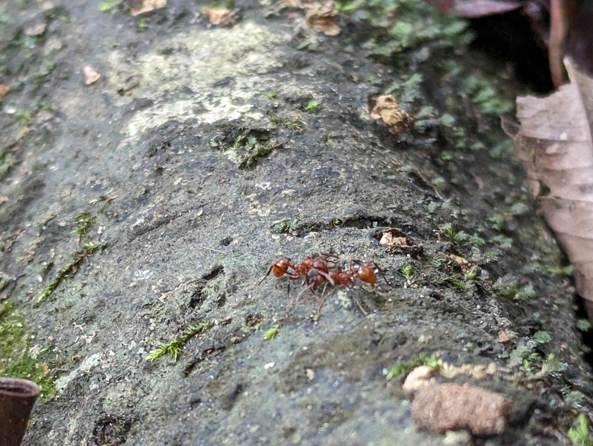 Megalomyrmex wallacei