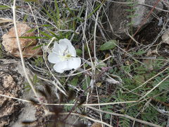 Oenothera albicaulis