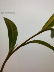 Solidago nemoralis