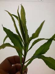 Solidago canadensis
