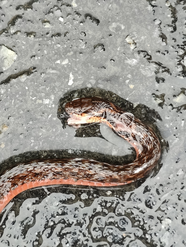 Yunnan keelback