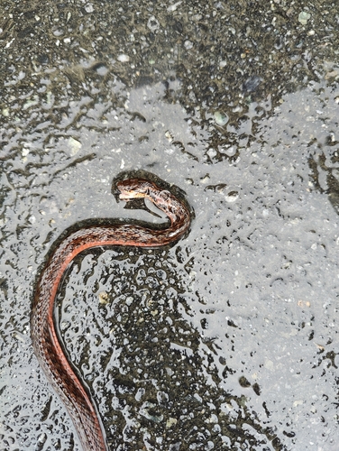 Yunnan keelback