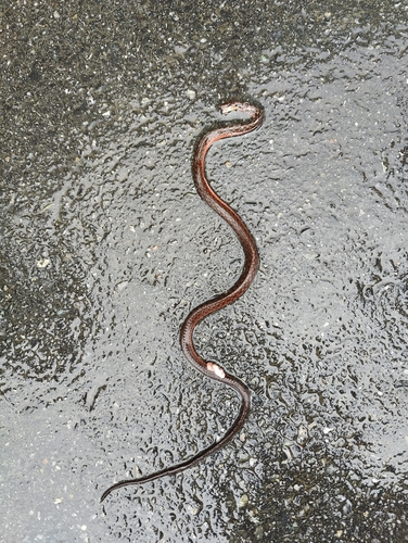 Yunnan keelback