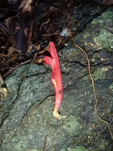 Columnea oerstediana, photograph 2