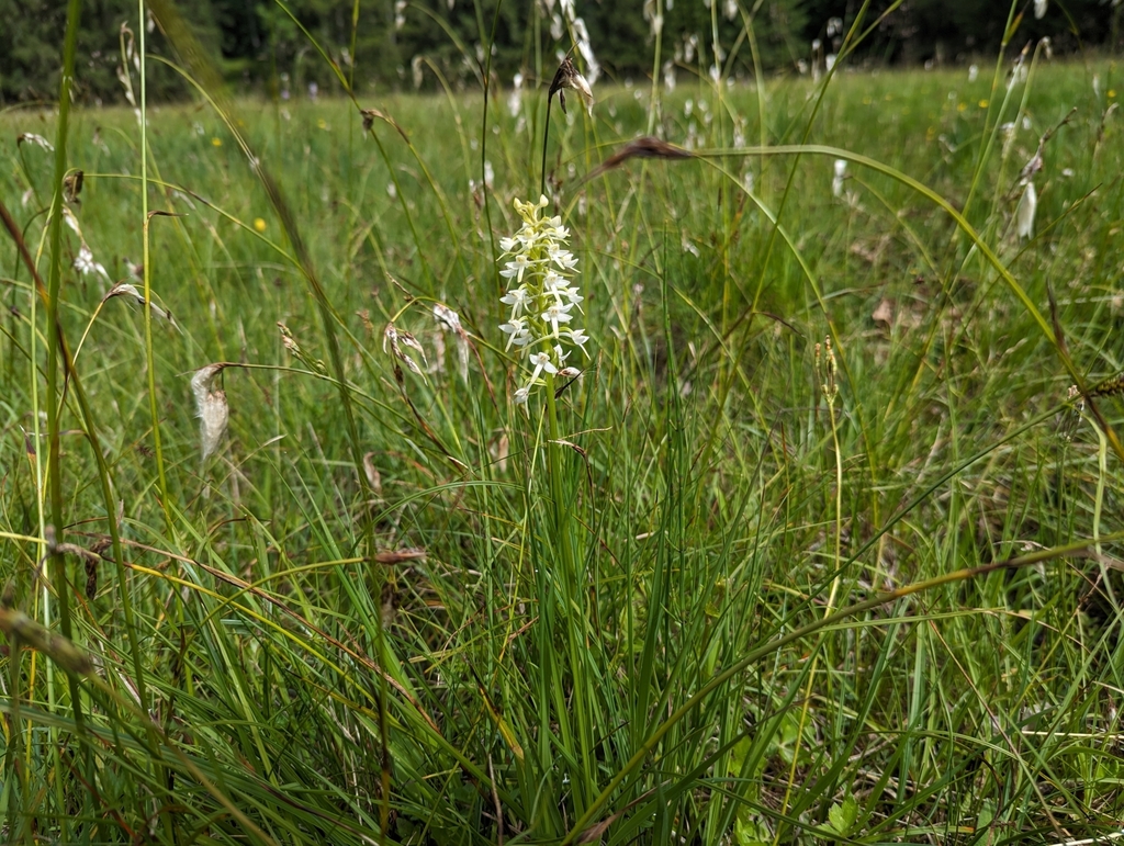 Platanthera bifolia