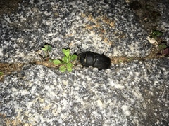 Dorcus parallelipipedus