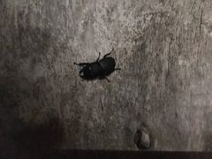 Dorcus parallelipipedus