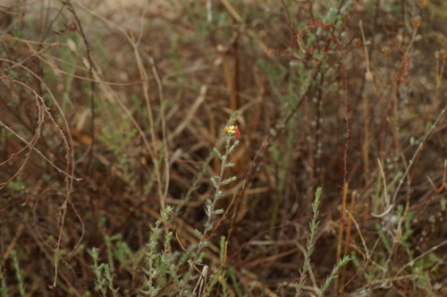 Krameria revoluta (Krameria revoluta)