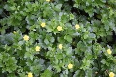 Ranunculus caucasicus