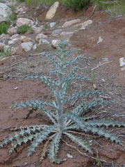 Cirsium neomexicanum