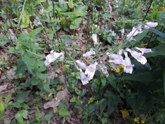 Penstemon brevisepalus