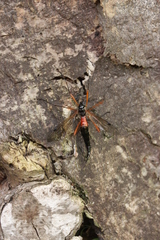 Tanyptera atrata