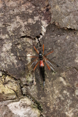 Tanyptera atrata