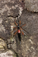 Tanyptera atrata