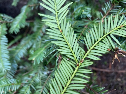 Pacific yew