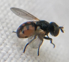 Gymnosoma nitens