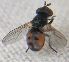 Gymnosoma nitens