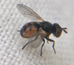 Gymnosoma nitens