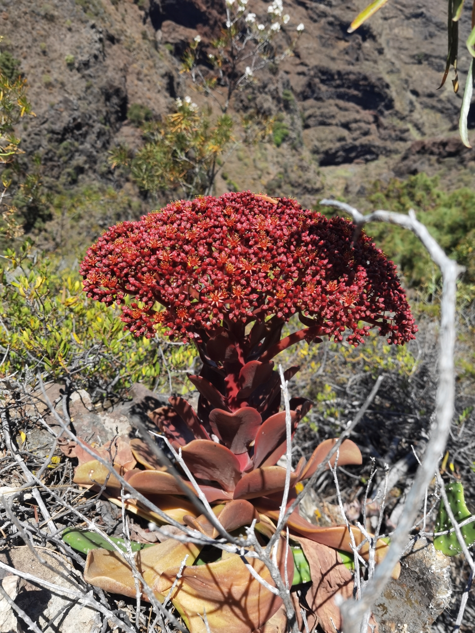 Bejeque rojo