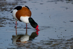 Common Shelduck photo 6