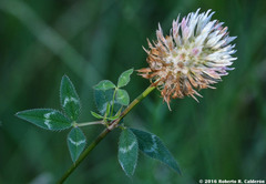 Trifolium vesiculosum