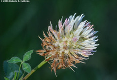 Trifolium vesiculosum