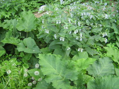Symphytum caucasicum