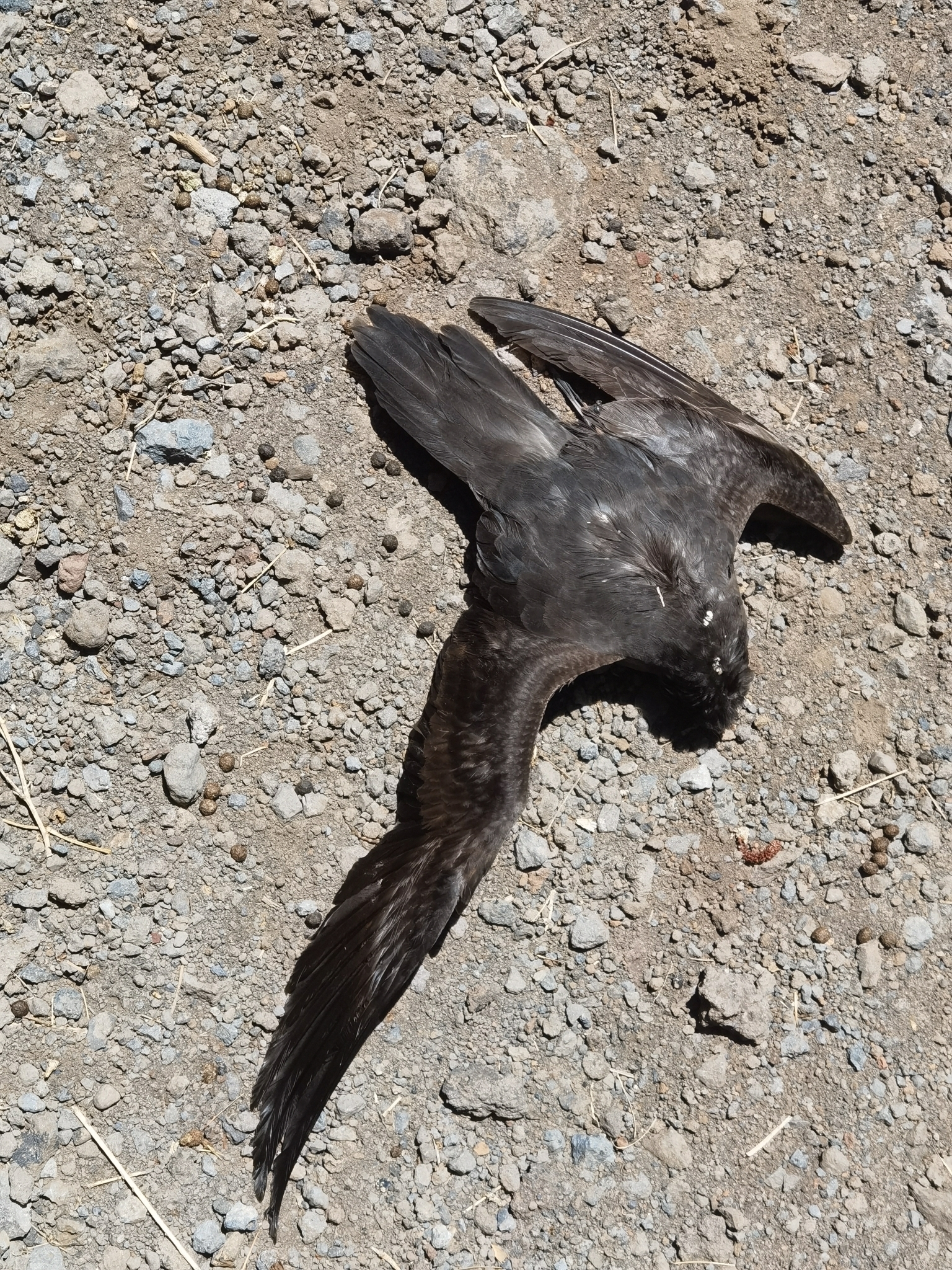 Petrel de Bulwer