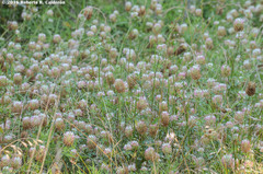 Trifolium vesiculosum