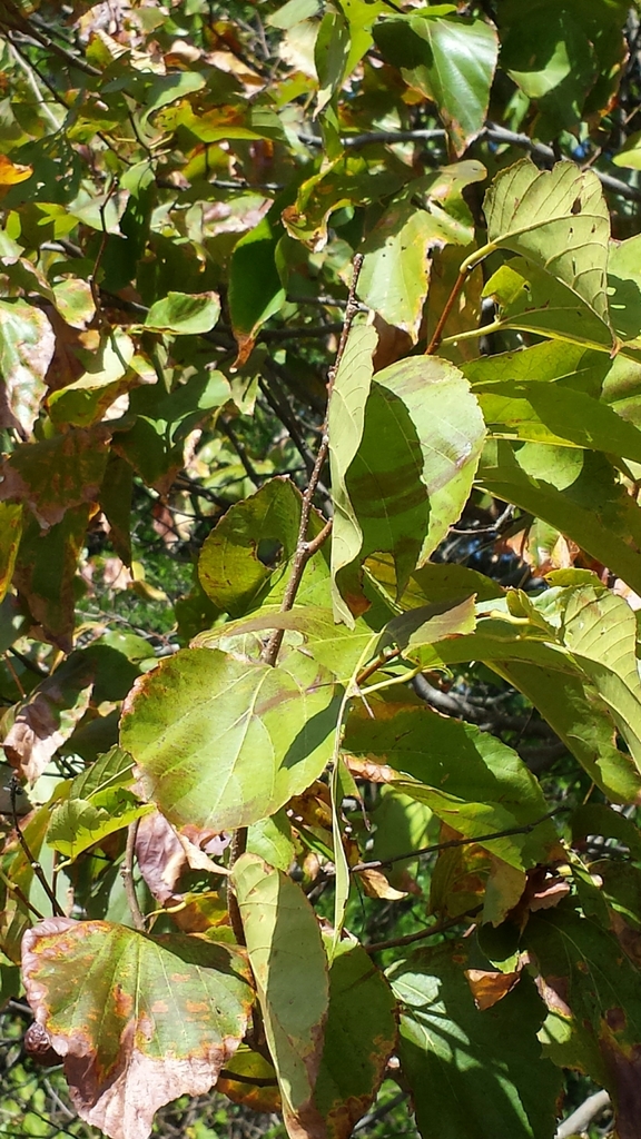 Grewia suarezensis