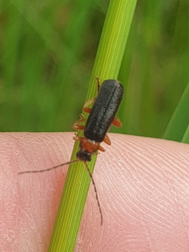Cantharis flavilabris, 8427 Ravenswoud, Alankomaat, photo 7 of 10