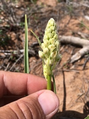 Toxicoscordion venenosum