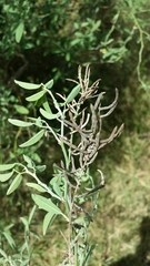 Indigofera oblongifolia
