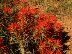 Castilleja scabrida scabrida