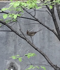 Cardinalis cardinalis