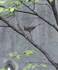 Cardinalis cardinalis