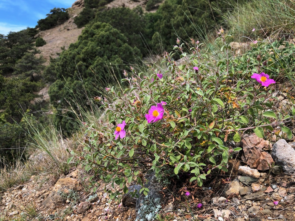Cistus tauricus; photograph (c) Vitaliy Rudenko, some rights reserved (CC BY)