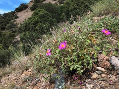 Cistus tauricus