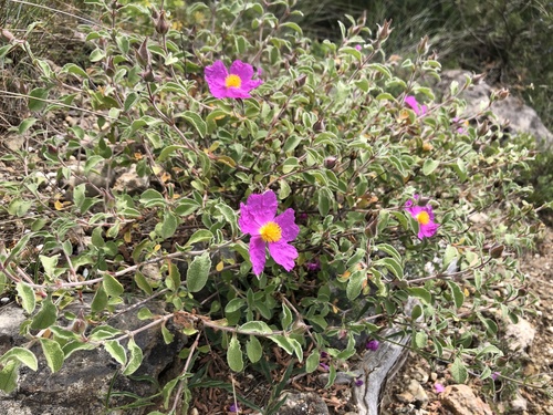 Cistus tauricus, photograph 1