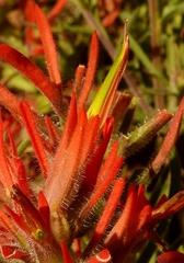 Castilleja scabrida scabrida