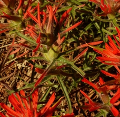 Castilleja scabrida scabrida