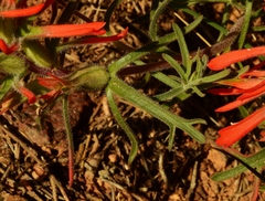 Castilleja scabrida scabrida
