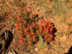 Castilleja scabrida scabrida