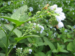Symphytum caucasicum