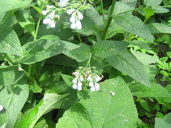 Symphytum caucasicum