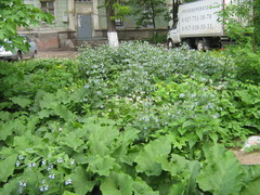 Symphytum caucasicum