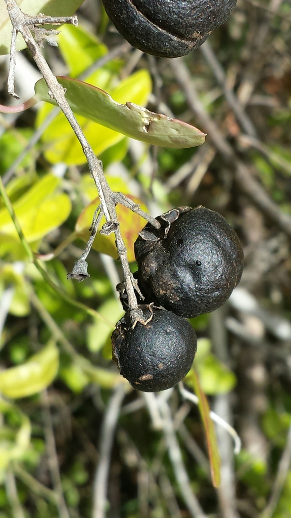 Leucosalpa madagascariensis
