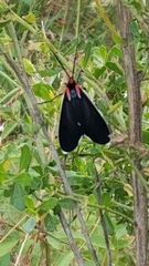 Ctenucha