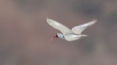Ibisbill photo 3