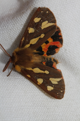 Arctia testudinaria